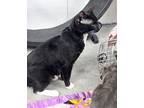 Rev Domestic Shorthair Young Male