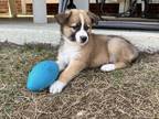 Espresso Shepherd (Unknown Type) Puppy Male