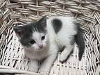 Chance (Destiny Kittens) Domestic Shorthair Kitten Male