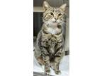 72447a Bean Toast-Pounce Cat Cafe Domestic Shorthair Adult Male