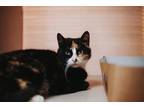 72643A Savannah-Pounce Cat Cafe Domestic Shorthair Adult Female