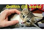 Griffith (Camp Kikiwaka litter Kitten # 2) Domestic Shorthair Kitten Male