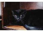 72374A Pablo Domestic Shorthair Adult Male