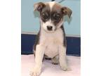 BETTY LOU Australian Shepherd Puppy Female