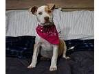 Dasher Sims Boswell American Pit Bull Terrier Adult Female