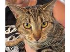 MARTINA Domestic Shorthair Adult Female