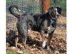 Leo Catahoula Leopard Dog Adult Male