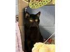 Trout Domestic Shorthair Adult Male