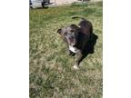 Chief American Staffordshire Terrier Adult Male