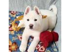 Akita Puppy for sale in Tulsa, OK, USA