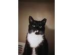 72839A Oreo-Pounce Cat Cafe Domestic Shorthair Adult Male