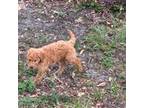 Goldendoodle male F2B