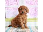 Goldendoodle Puppy for sale in Baltic, OH, USA