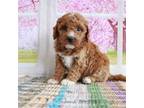 Goldendoodle Puppy for sale in Baltic, OH, USA