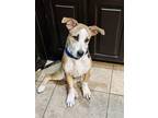 Lonestar Mixed Breed (Large) Puppy Male