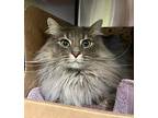 Lucy Domestic Longhair Young Female