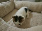 Journey (Destiny Kittens) Domestic Shorthair Kitten Female