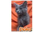 Cledus Domestic Longhair Kitten Male