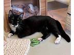 Private Purr Domestic Shorthair Young Male
