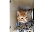 Guava Domestic Shorthair Adult Male