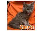 Carrie Domestic Mediumhair Kitten Female