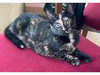 Merrie23 Domestic Shorthair Young Female