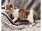 Pinocchio (Pinocchio Litter) Domestic Shorthair Kitten Male