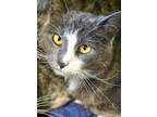 Nigel Domestic Shorthair Young Male