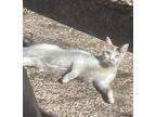 Sunshine Calico Young Female