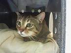 VELMA American Shorthair Adult Female