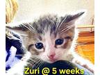 Zuri (Camp Kikiwaka litter kitten #6) Domestic Shorthair Kitten Female