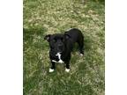 Athena Mixed Breed (Medium) Young Female