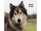 Prince Husky Adult Male