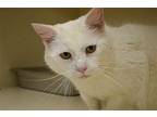 Betty White Domestic Shorthair Adult Female