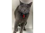 Denim - Available, Domestic Shorthair For Adoption In Stanwood, Washington