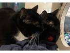 Salem - Bonded To Jd - Available, Domestic Shorthair For Adoption In Stanwood