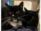 Jd - Bonded To Salem - Available, Domestic Shorthair For Adoption In Stanwood