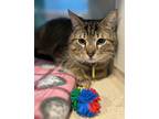 Citrus - Available, Domestic Shorthair For Adoption In Stanwood, Washington