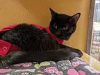 Bloom, Domestic Shorthair For Adoption In Toronto, Ontario