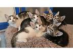 Mandy's Adonis Kitten, Domestic Shorthair For Adoption In Rockaway, New Jersey