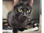 Farushca, Domestic Shorthair For Adoption In Edmonton, Alberta