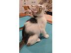 Mandy's Trixie Kitten, Domestic Shorthair For Adoption In Rockaway, New Jersey