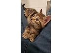 Mandy's Spot Kitten, Domestic Shorthair For Adoption In Rockaway, New Jersey