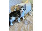 Mandy's Harley Kitten, Domestic Shorthair For Adoption In Rockaway, New Jersey