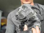 Shelby, Labrador Retriever For Adoption In Anza, California