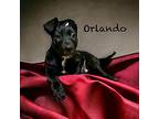 Orlando, Labrador Retriever For Adoption In Virginia Beach, Virginia