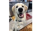 Peter, Golden Retriever For Adoption In Norristown, Pennsylvania