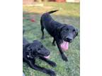Icararius, Nika And Eclipse, Labrador Retriever For Adoption In Darlington