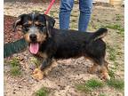 Sergeant, Terrier (unknown Type, Small) For Adoption In Little Rock, Arkansas