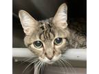 Sugar, Domestic Shorthair For Adoption In Palm Springs, California